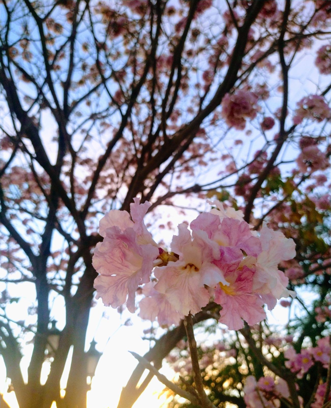 primavera palo de rosa