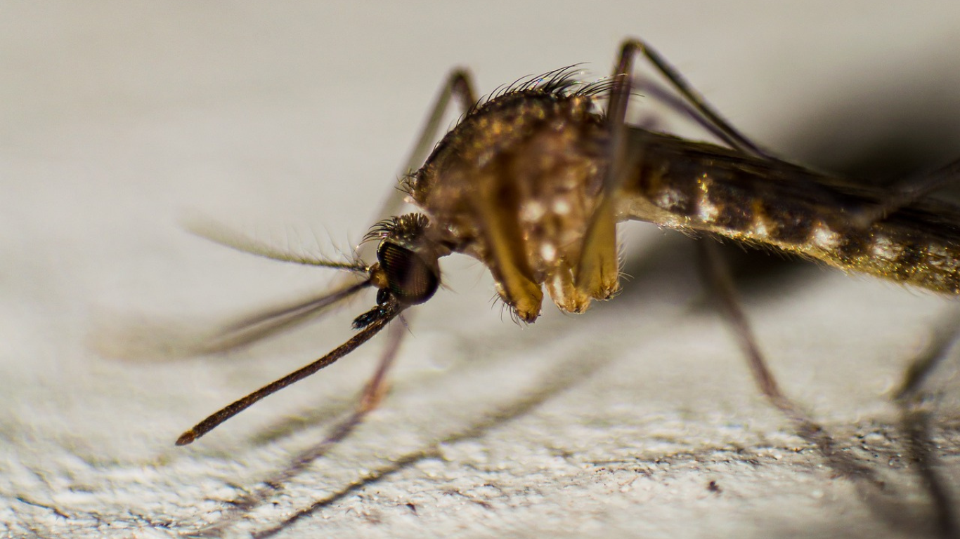 dengue en morelos