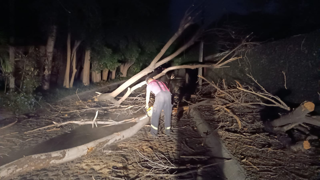 arboles y palmeras derribadas por rafagas de viento