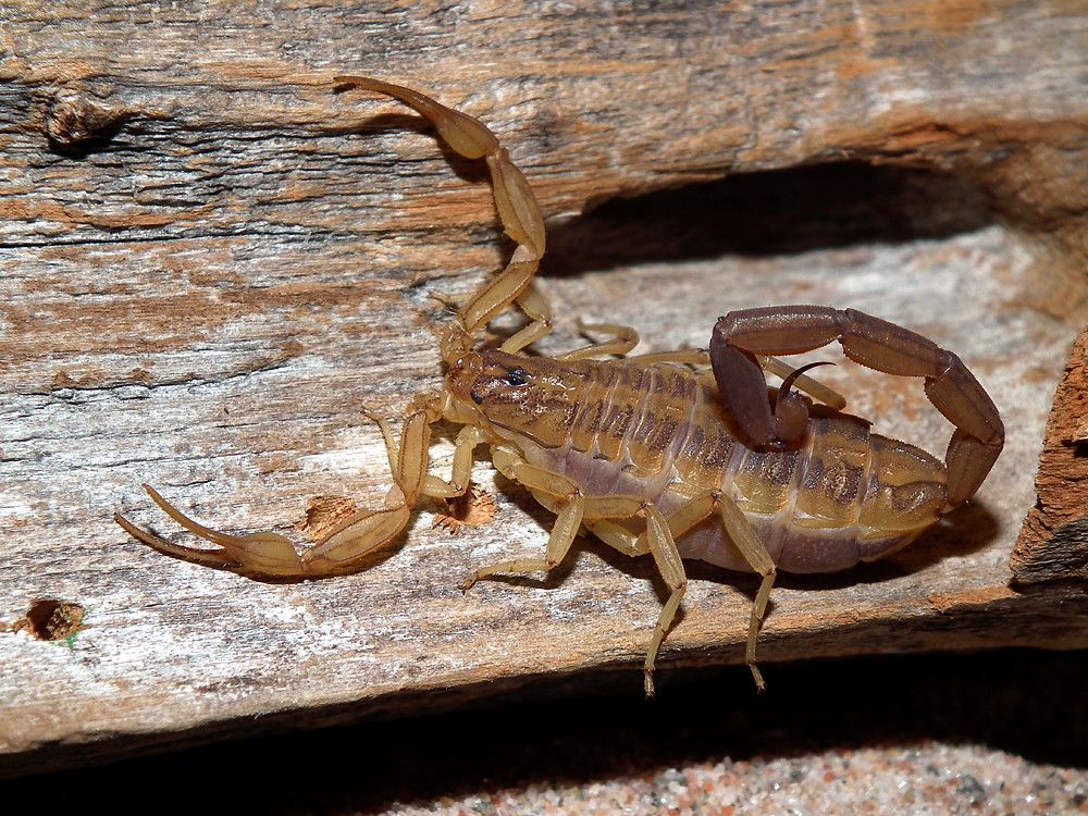 Centruroides balsasensis (Mexico) female adult | stefan73jr@… | Stefan Jr |  Flickr