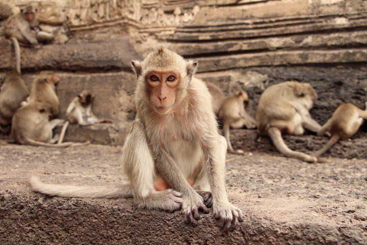 Alerta en Inglaterra por el aumento de casos de una extraña enfermedad: la  Viruela del mono