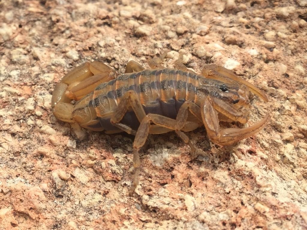 Alacrán de Corteza del Balsas (Centruroides limpidus) · NaturaLista Mexico