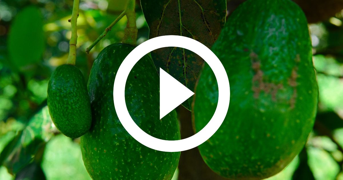 (Video) Consume productos morelenses