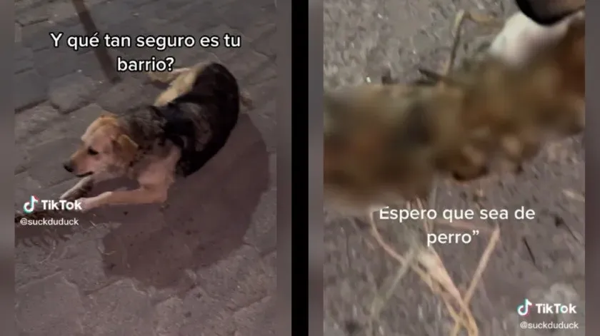Sorprenden a perro con espina dorsal en Ecatepec