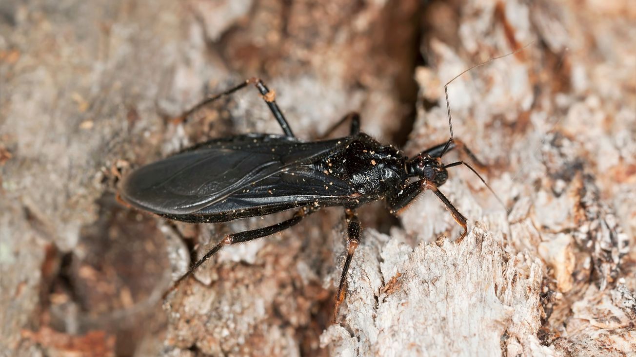 como identificar un piquete de chinche besucona