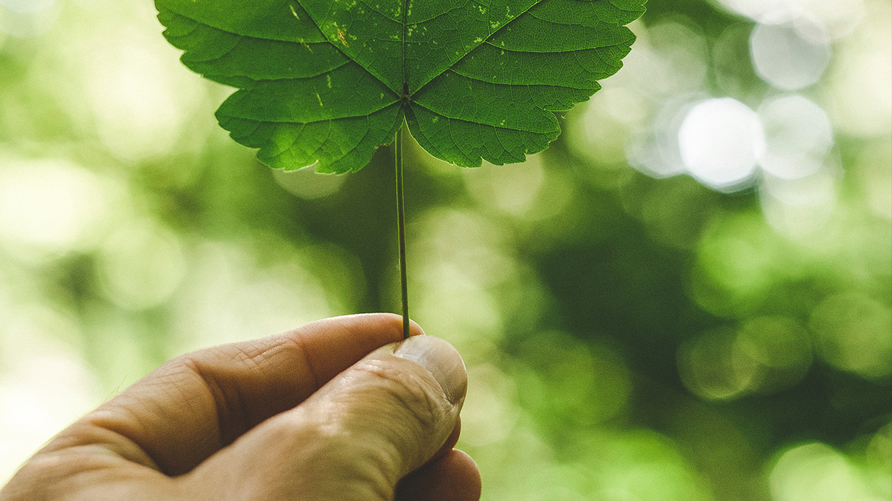 medio ambiente cuidados caseros cimma morelos