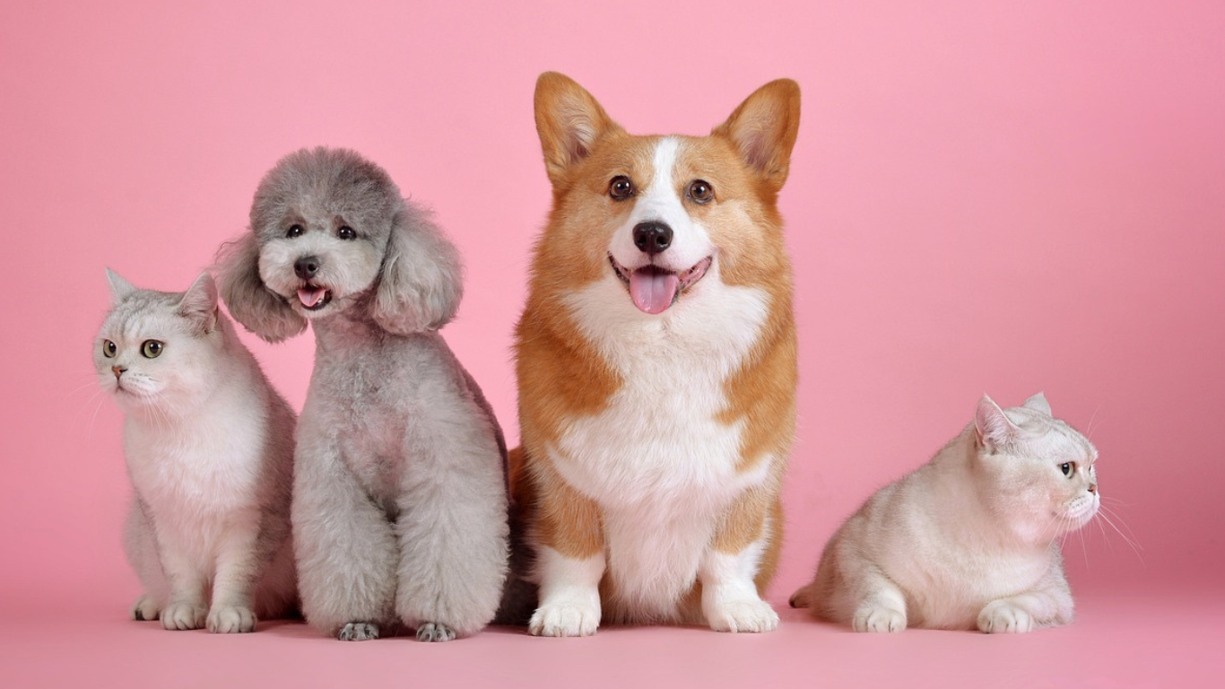 actividad del volcan