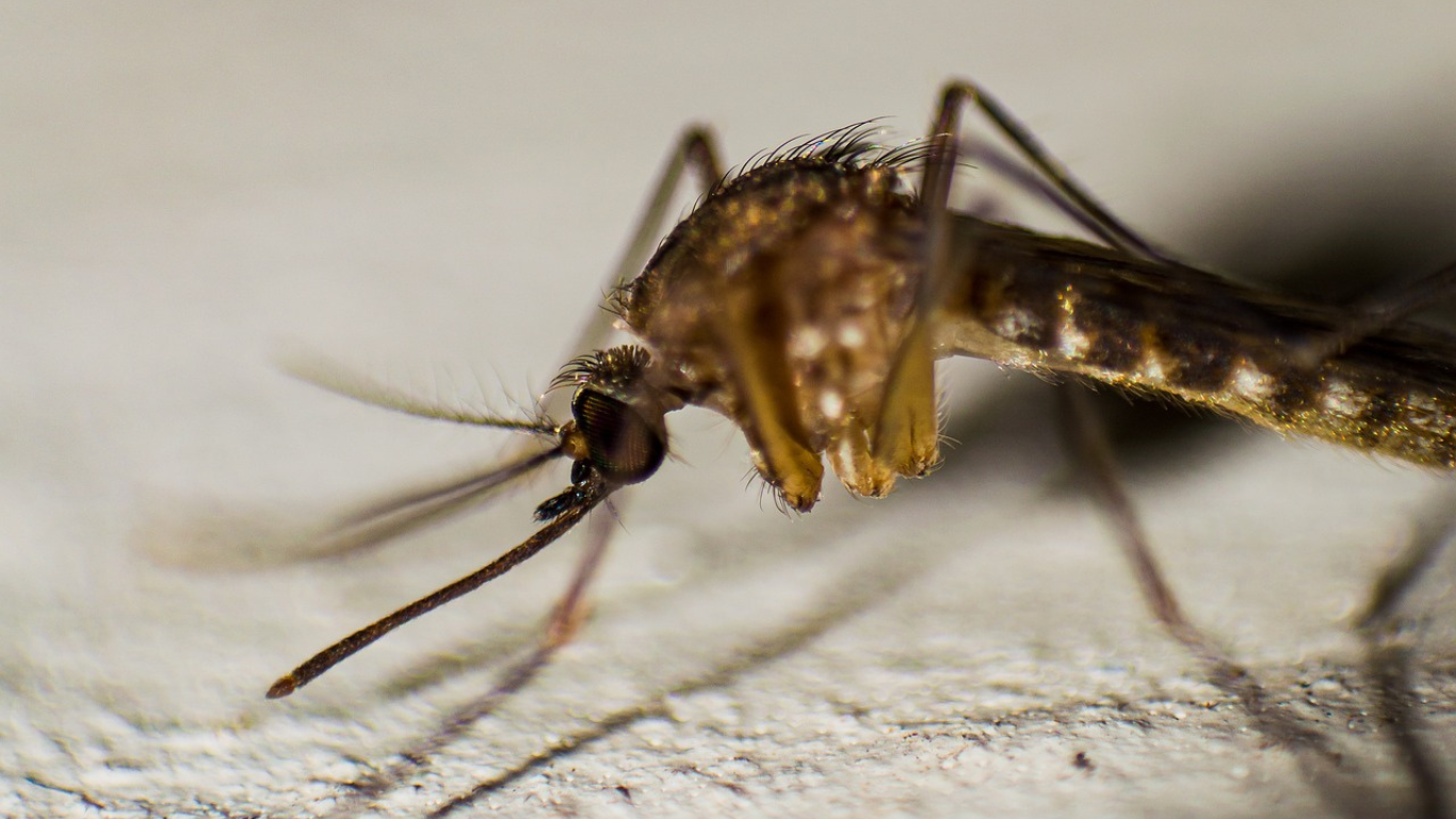dengue en cuernavaca