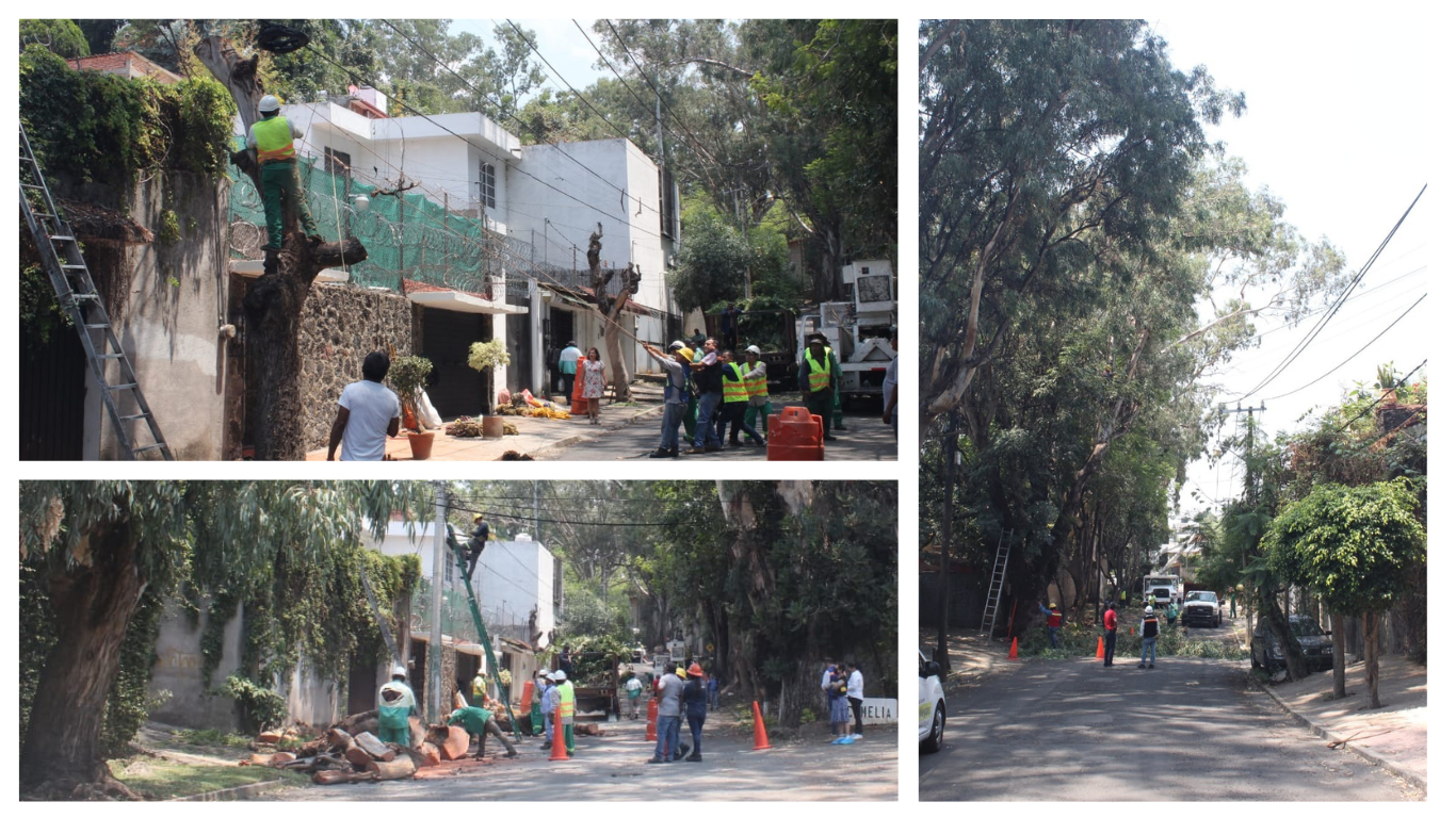 poda de arboles en cuernavaca