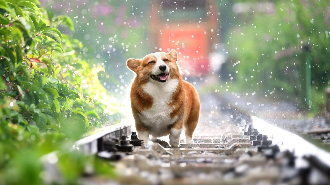 golpe de calor en mascotas