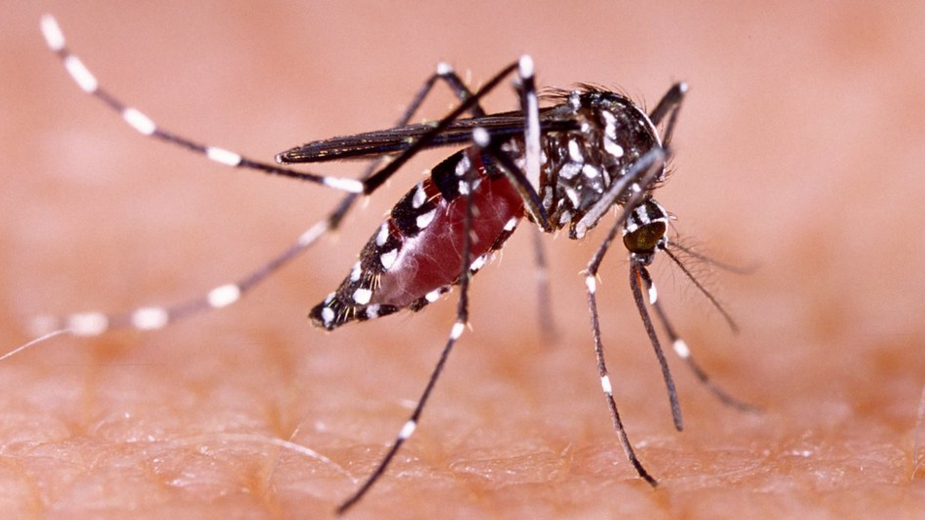 dengue mosco morelos