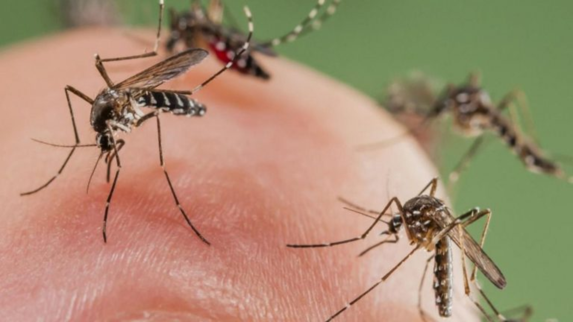 dengue mosco morelos