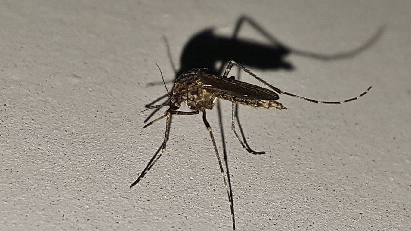 incidencia de dengue en morelos