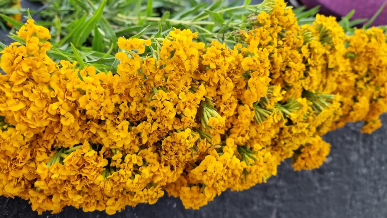 Inicia la venta de cruces de flor de pericón en Cuernavaca