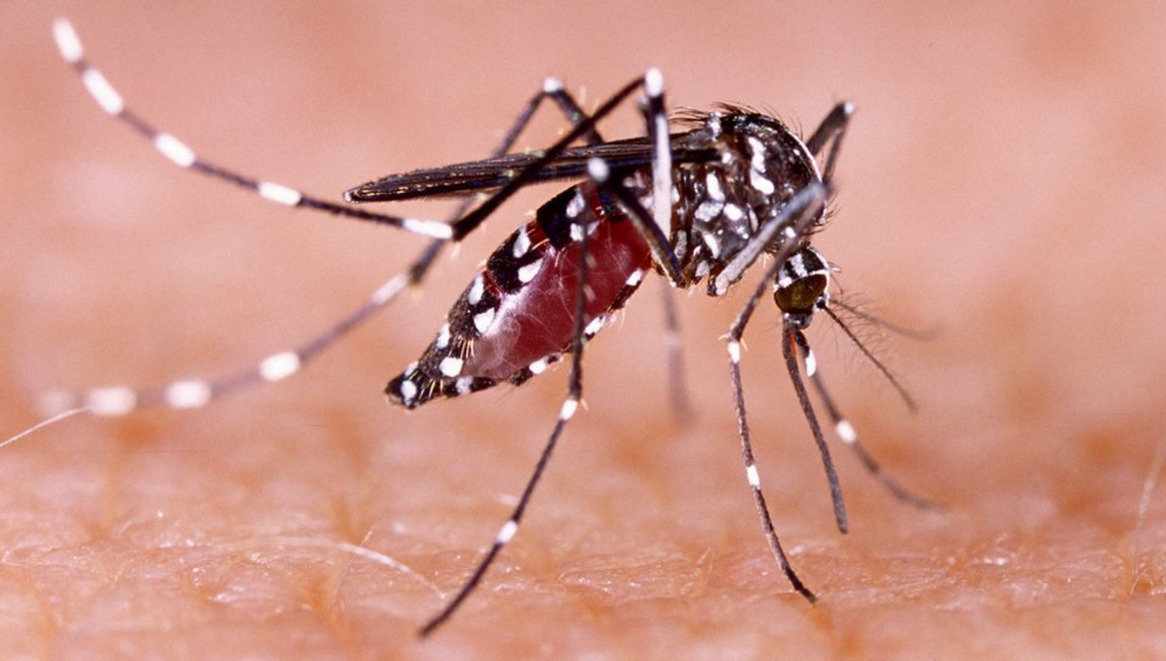 dengue casos muertos