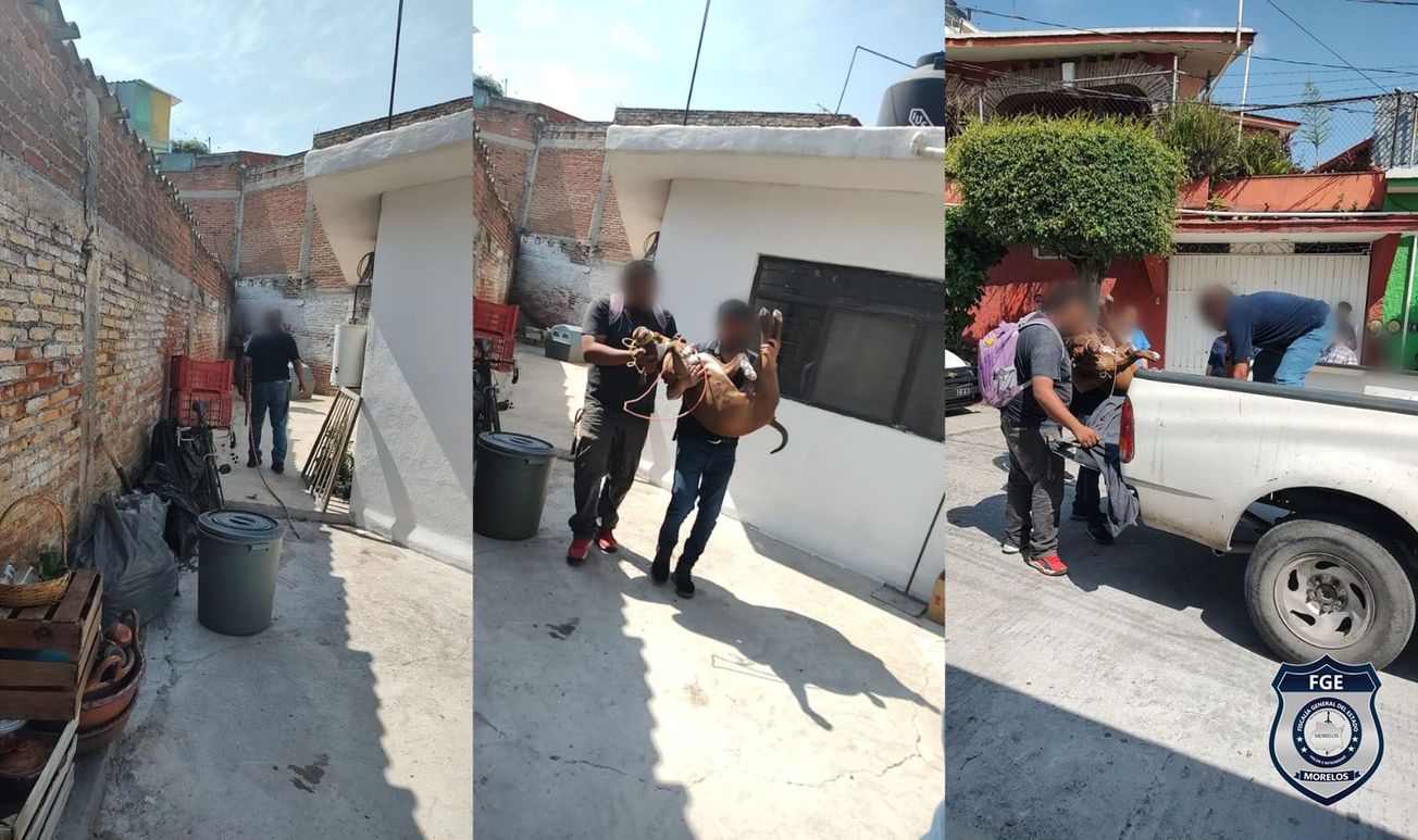 pitbull nino jiutepec perro 