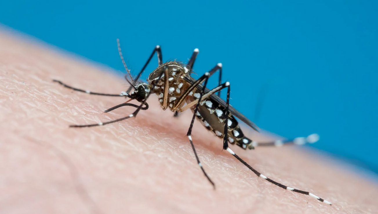 dengue casos morelos nuevos zonas