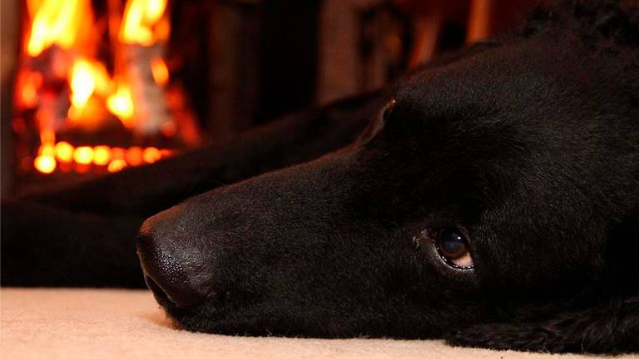 Durante incendio, bomberos rescatan a perrita en Cuautla