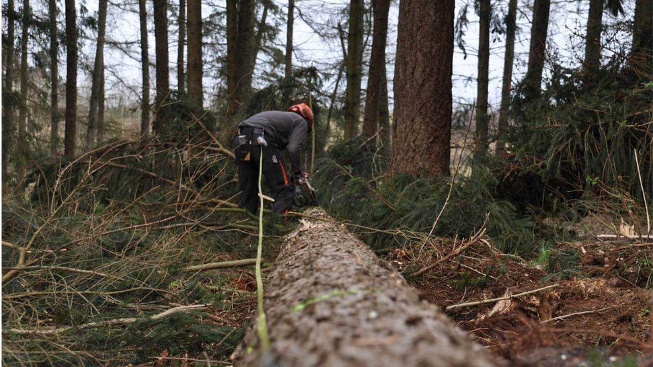 tala clandestina morelos