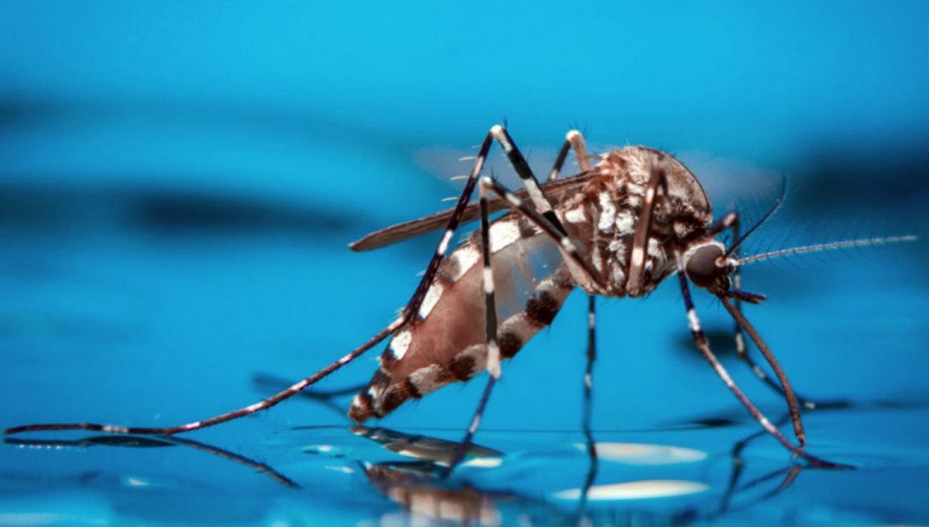 dengue casos muerte fallecidos pandemia mosco