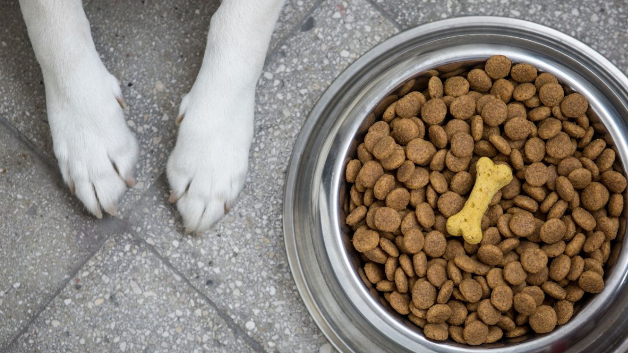 acapulco perros donacion