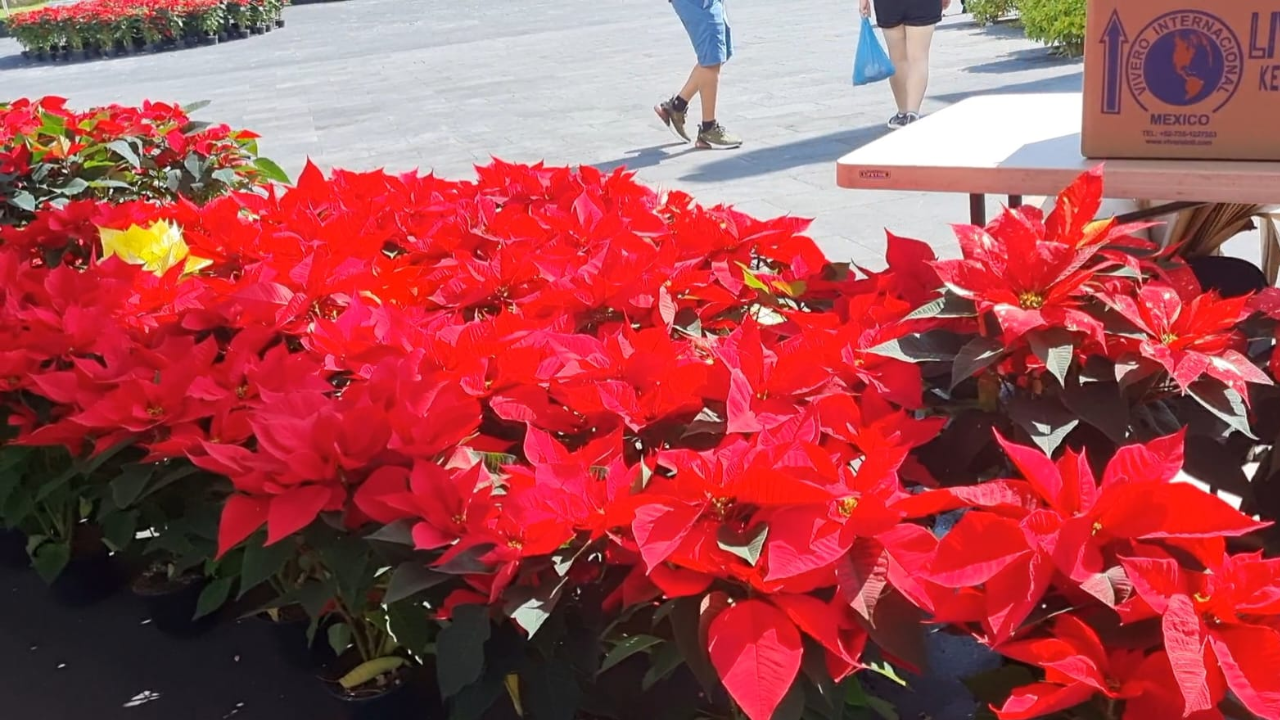 nochebuena cuernavaca