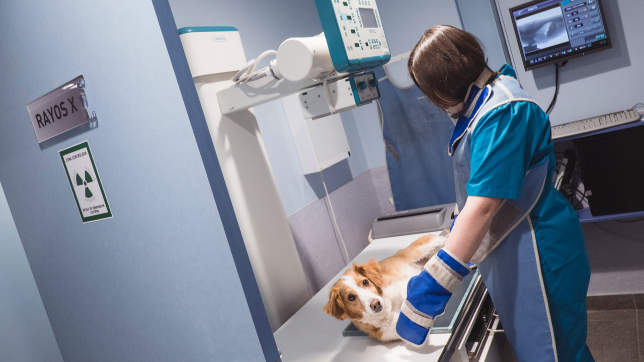 perros veterinaria perritos