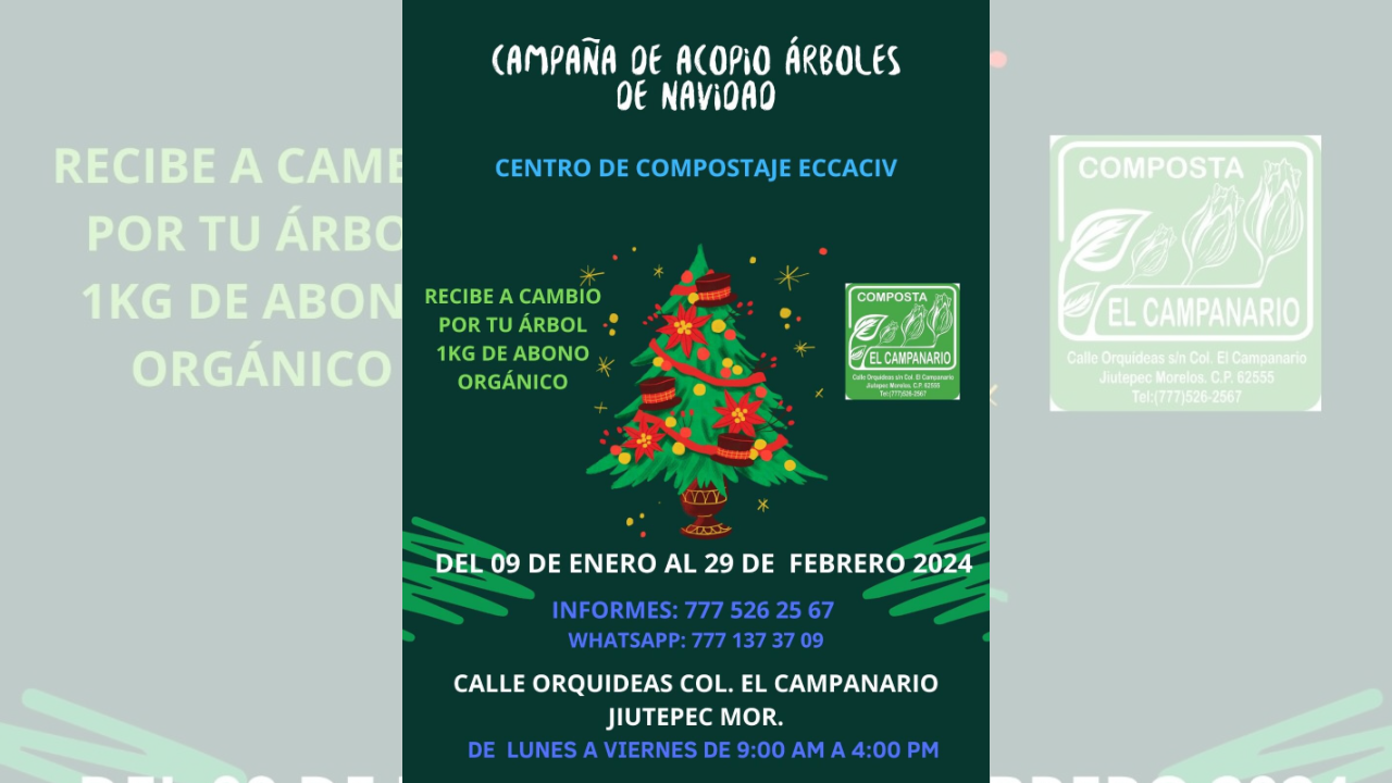 acopio arboles de navidad