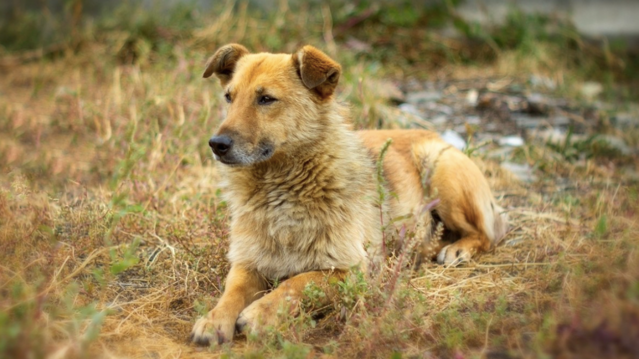 Atacan a perritos con dardos en Puente de Ixtla