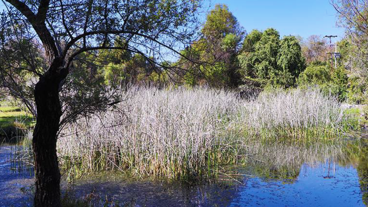 unico humedal de morelos disminuyo