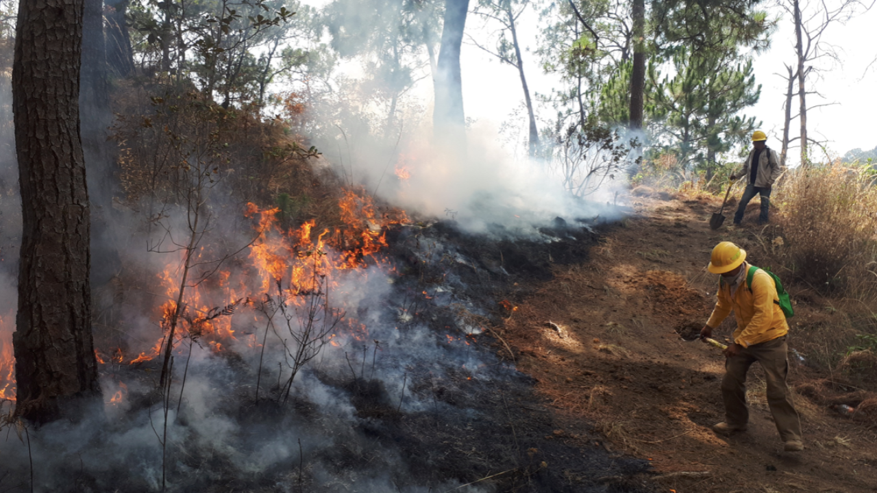  Incendios en Morelos han consumido 198 hectáreas en 2024