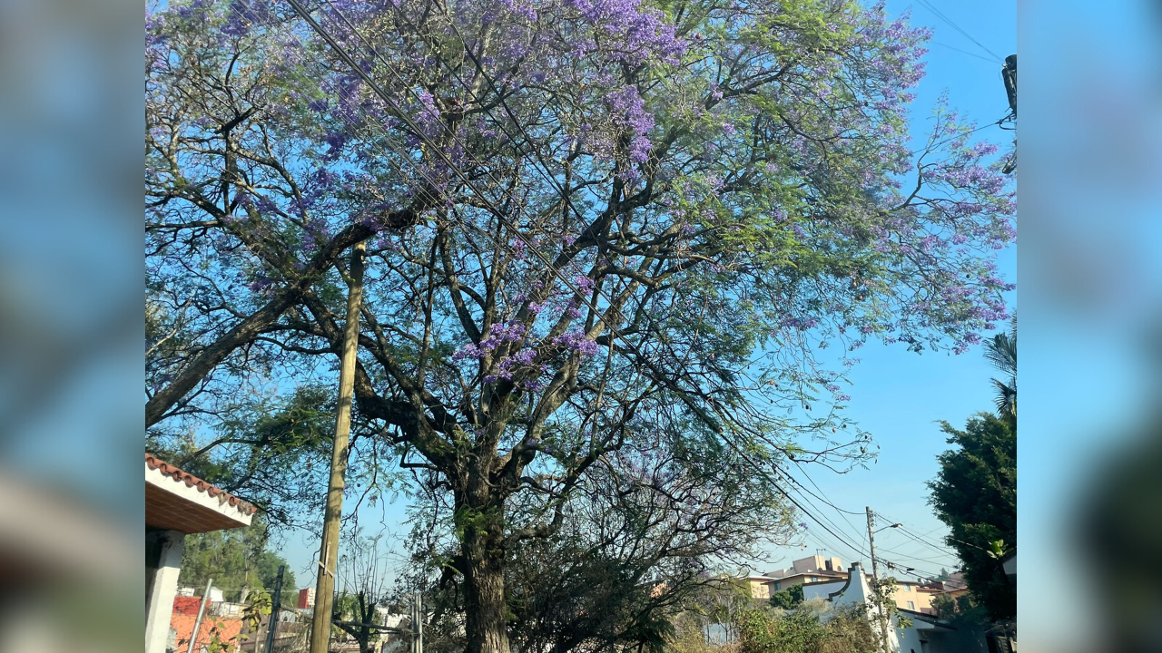 las jacarandas tienen propiedades curativas