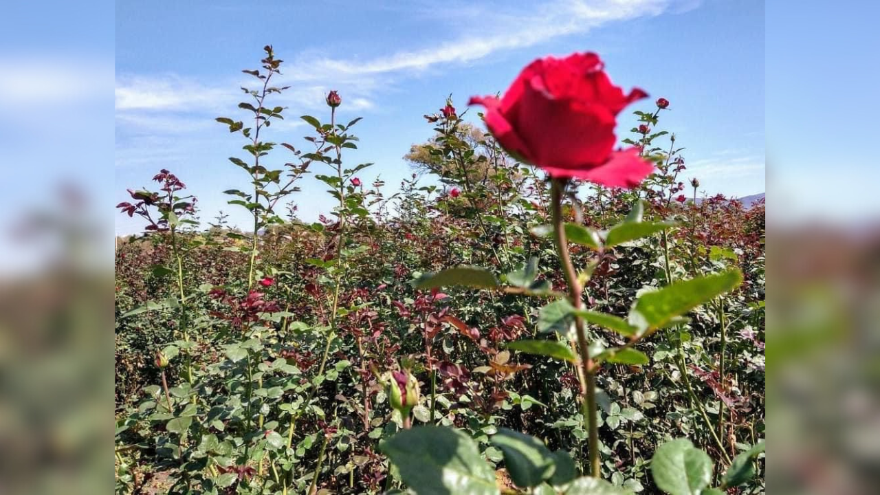 El agua es esencial para el campo en Morelos