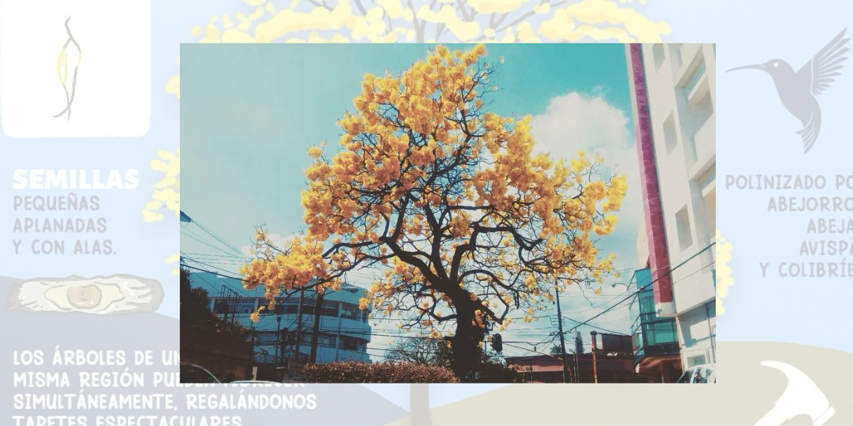 El árbol de guayacán se observa en calles de Cuernavaca