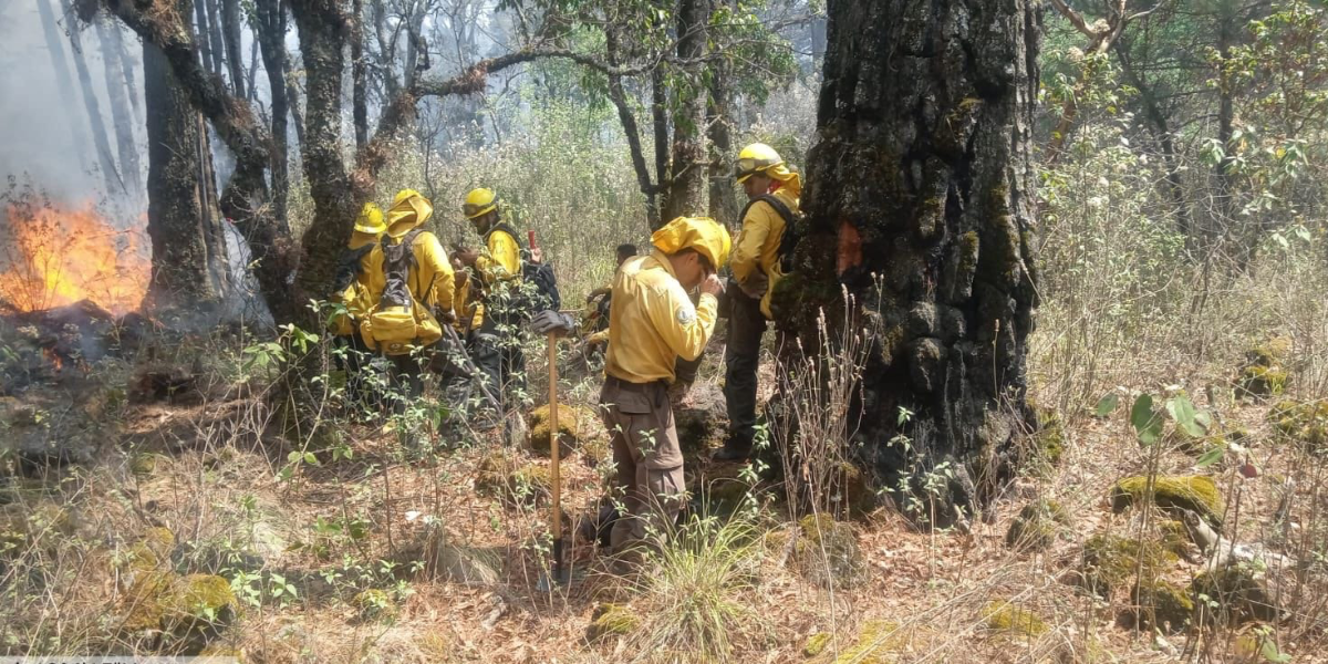 Cientos de combatientes luchan por liquidar los incendios.