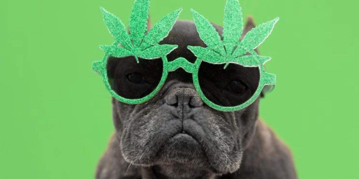 El 20 de abril se celebra el Día Internacional del Cannabis.