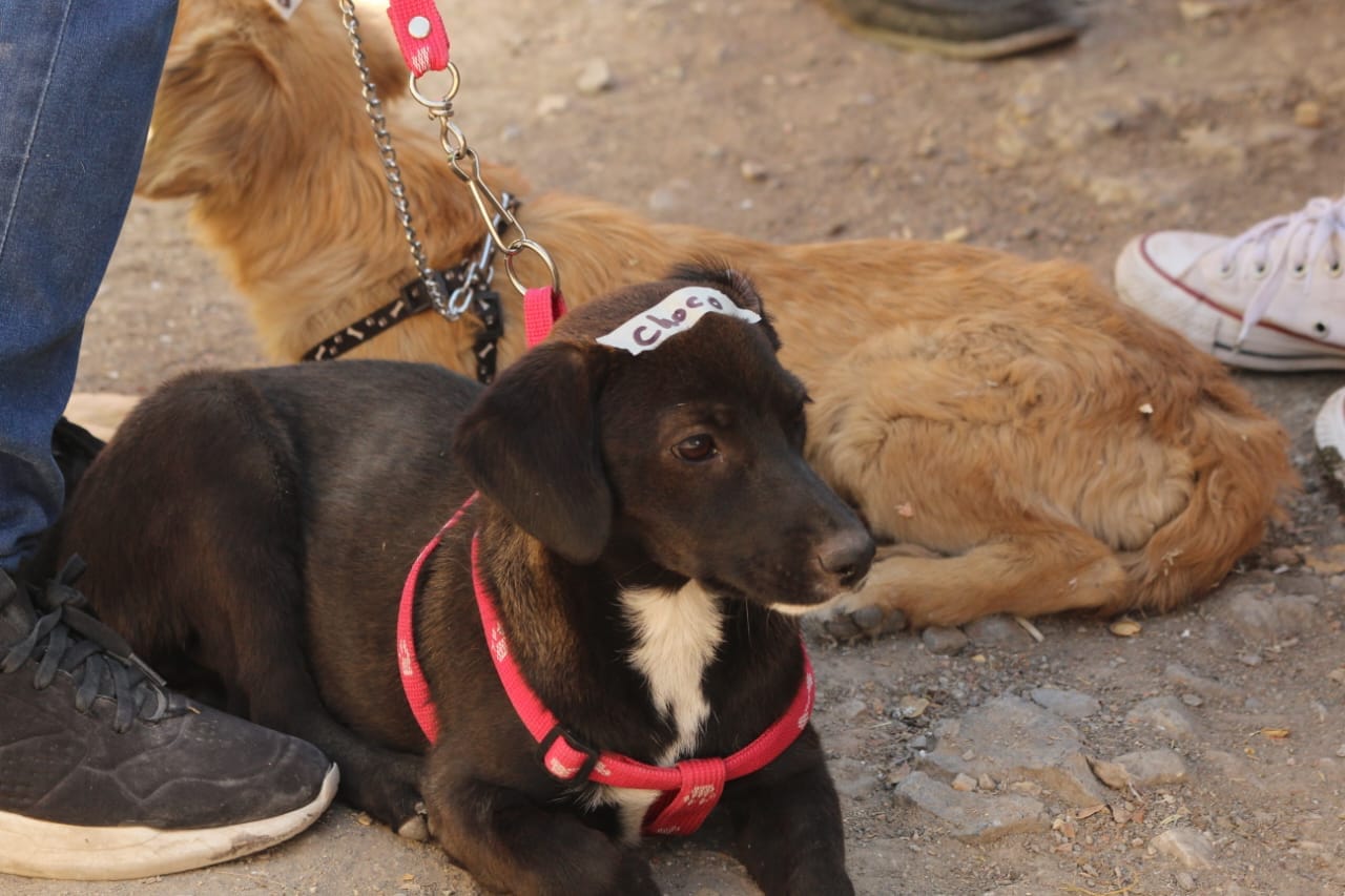 impulsa sds conservacion de felinos