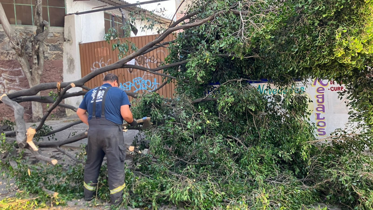 arboles y palmeras derribadas por rafagas de viento
