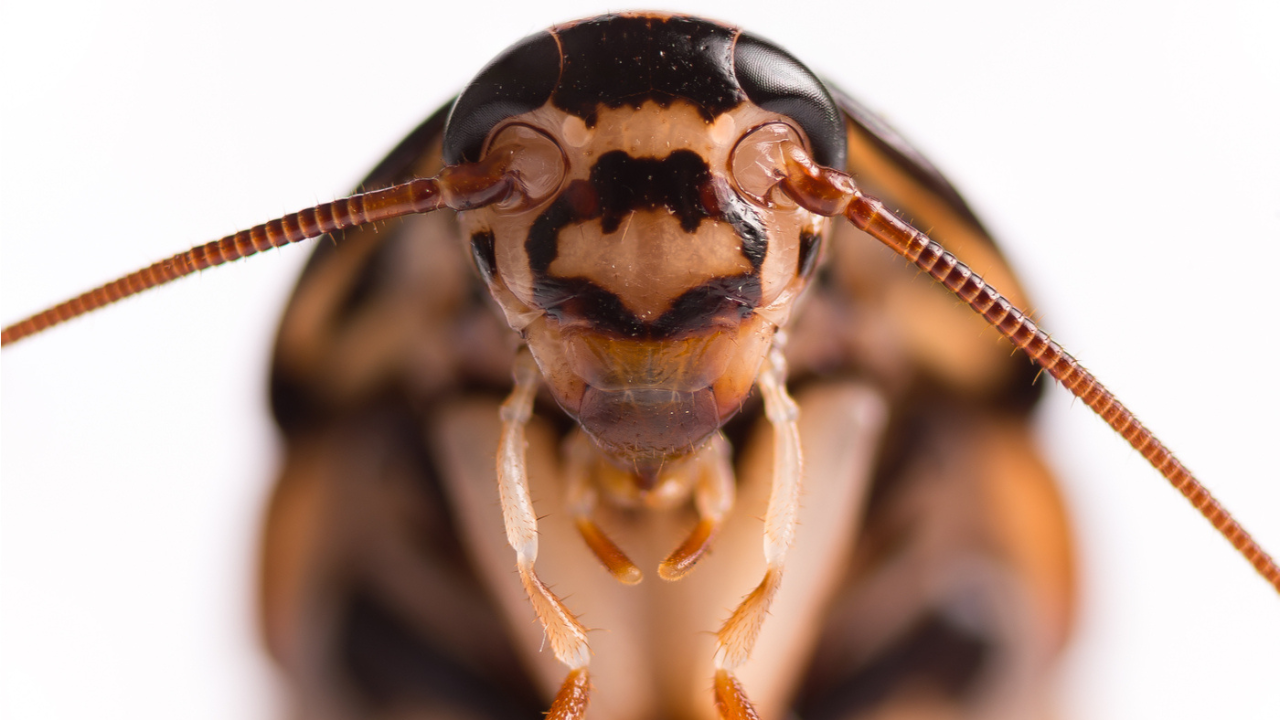 Toma en cuenta estas recomendaciones para evitar cucarachas en casa