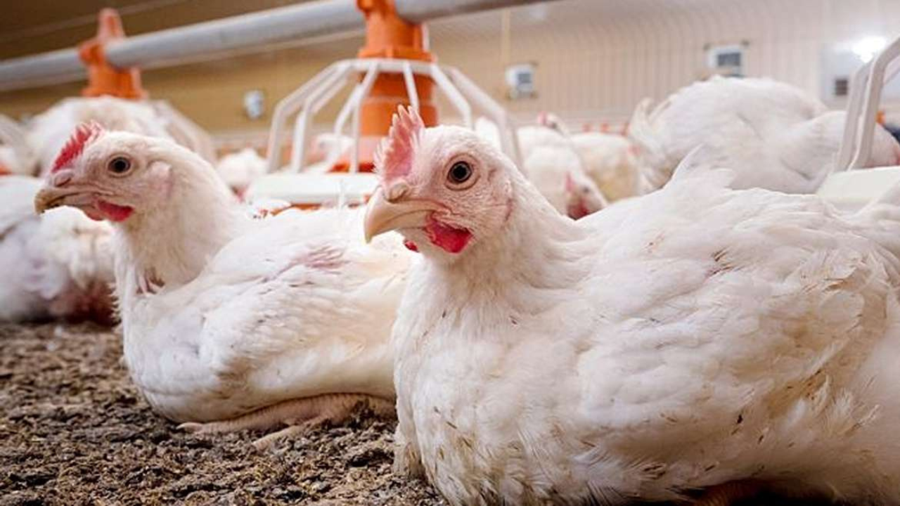 Cumple el pollo 7 semanas en las nubes