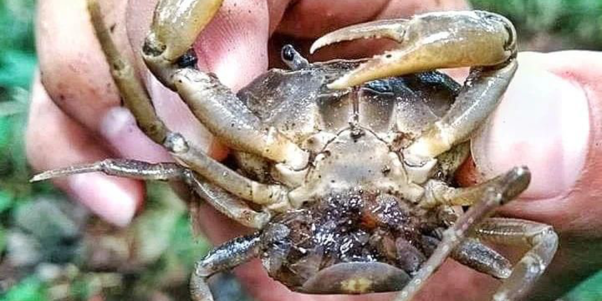 El cangrejito barranqueño es una especie nativa en Morelos. 