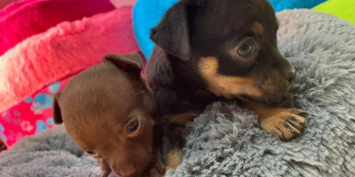 Las mascotas también pueden sufrir de golpes de calor