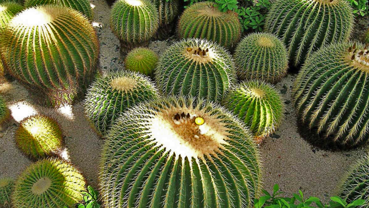 biznaga mexico Morelos