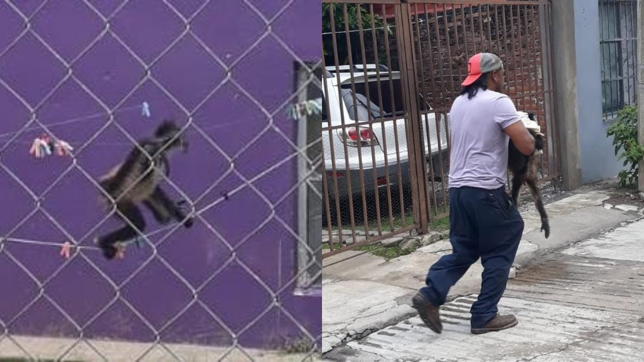 mono araña cuernavaca mojonera seprac rescate 