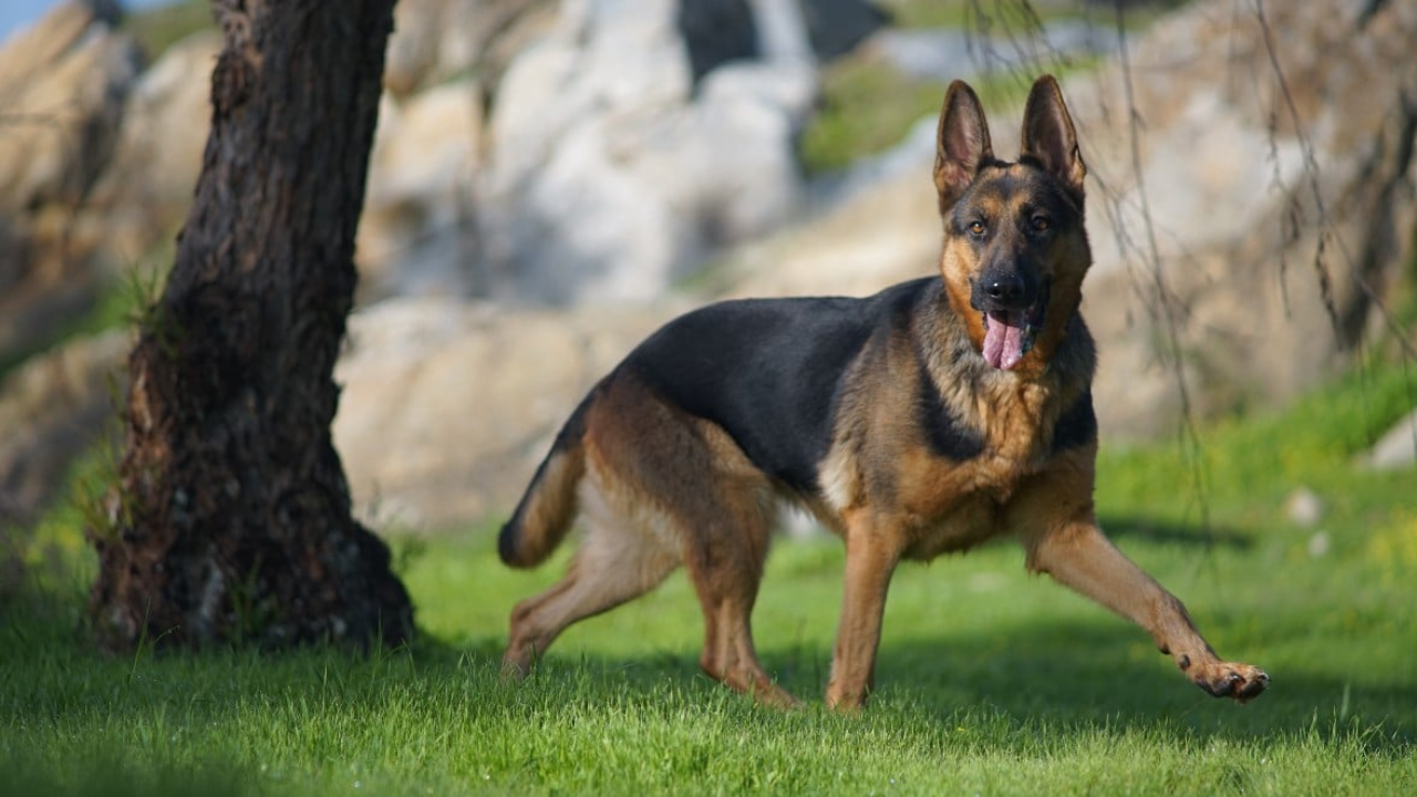 cuernavaca animales noticias morelos