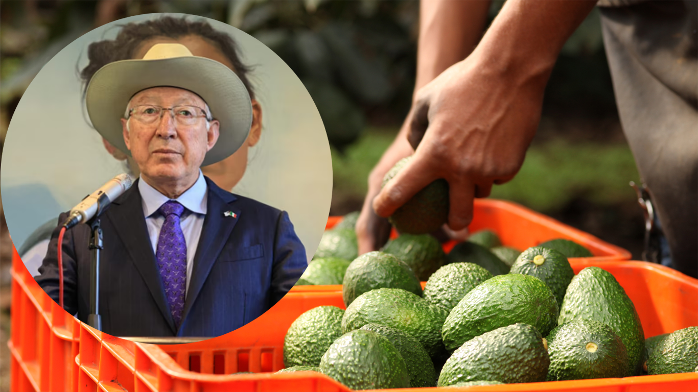 EE.UU. reactiva proceso de exportación de aguacate y mango