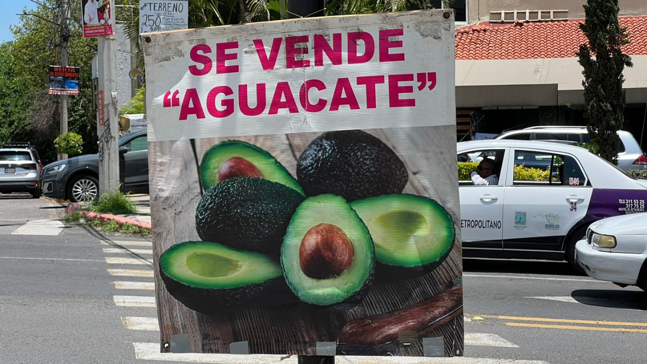 aguacate morelos escasea lluvias precio cuernavaca productores 