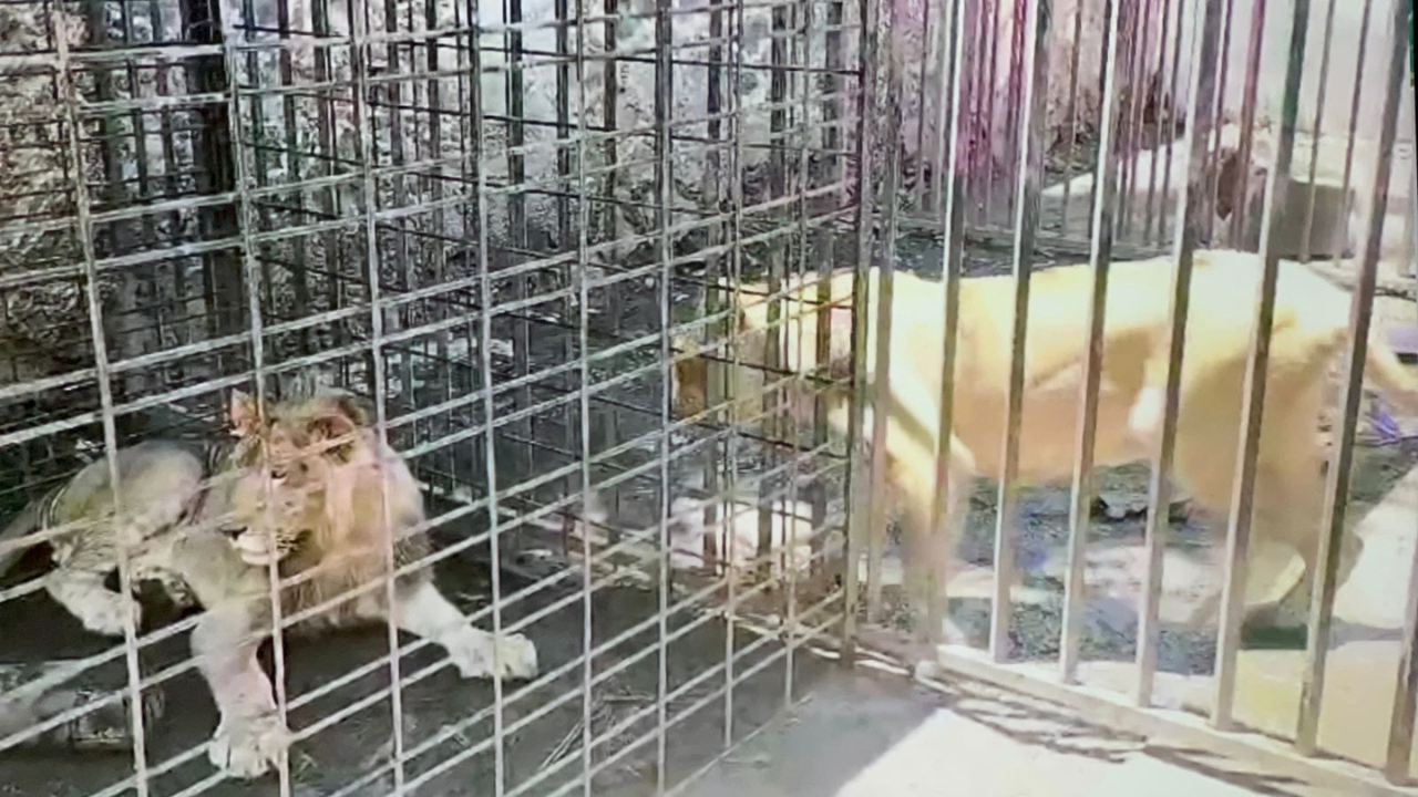 leones en cautiverio fge casa narco cuernavaca morelos colonia vista hermosa cateo