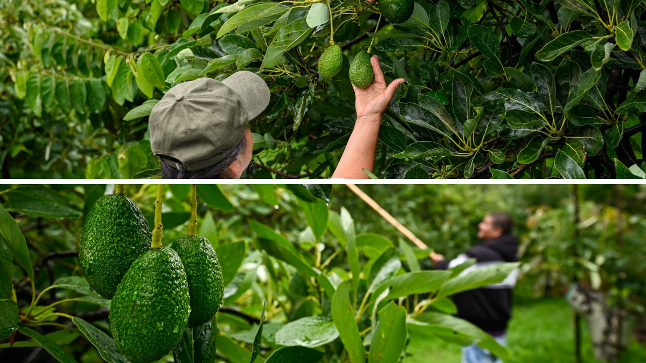 aguacate morelos productores 