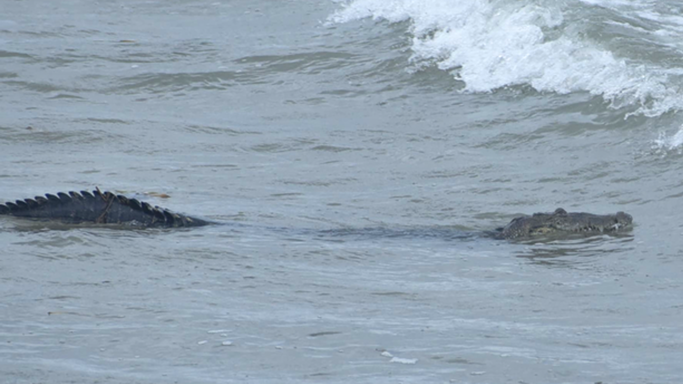 ¡Cocodrilos al acecho en Playa Miramar! Lluvias los arrastraron a Ciudad Madero